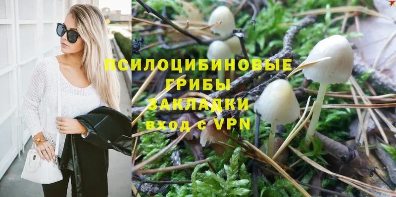 МЕГА сайт  цена наркотик  Кологрив  Псилоцибиновые грибы Psilocybe 