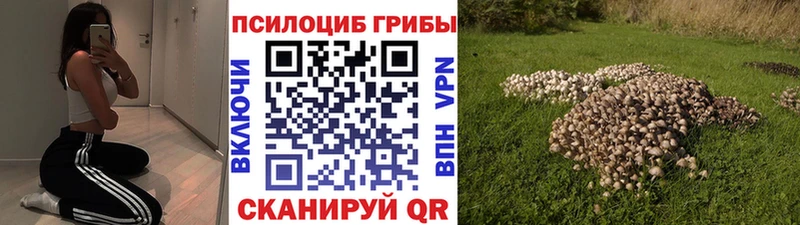 наркота  Кологрив  Псилоцибиновые грибы прущие грибы 